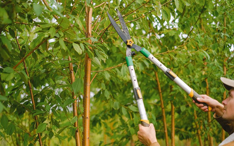 Tree trimming in King, WI