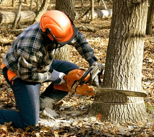 Tree Removal in King, WI